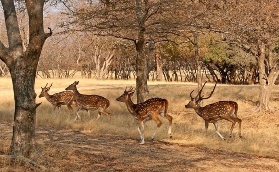 Jaisalmer Desert Thar Safari Jaisalmer